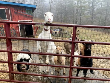Incredible Cabin with Hot-tub, Fire Pit and Petting Zoo in Sugar Grove, North Carolina - Sugar Grove, North Carolina - glamping.directory