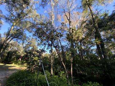 Outstanding Cottage with Barbecue and Fire Pit in Dunnellon, Florida - Dunnellon, Florida - glamping.directory