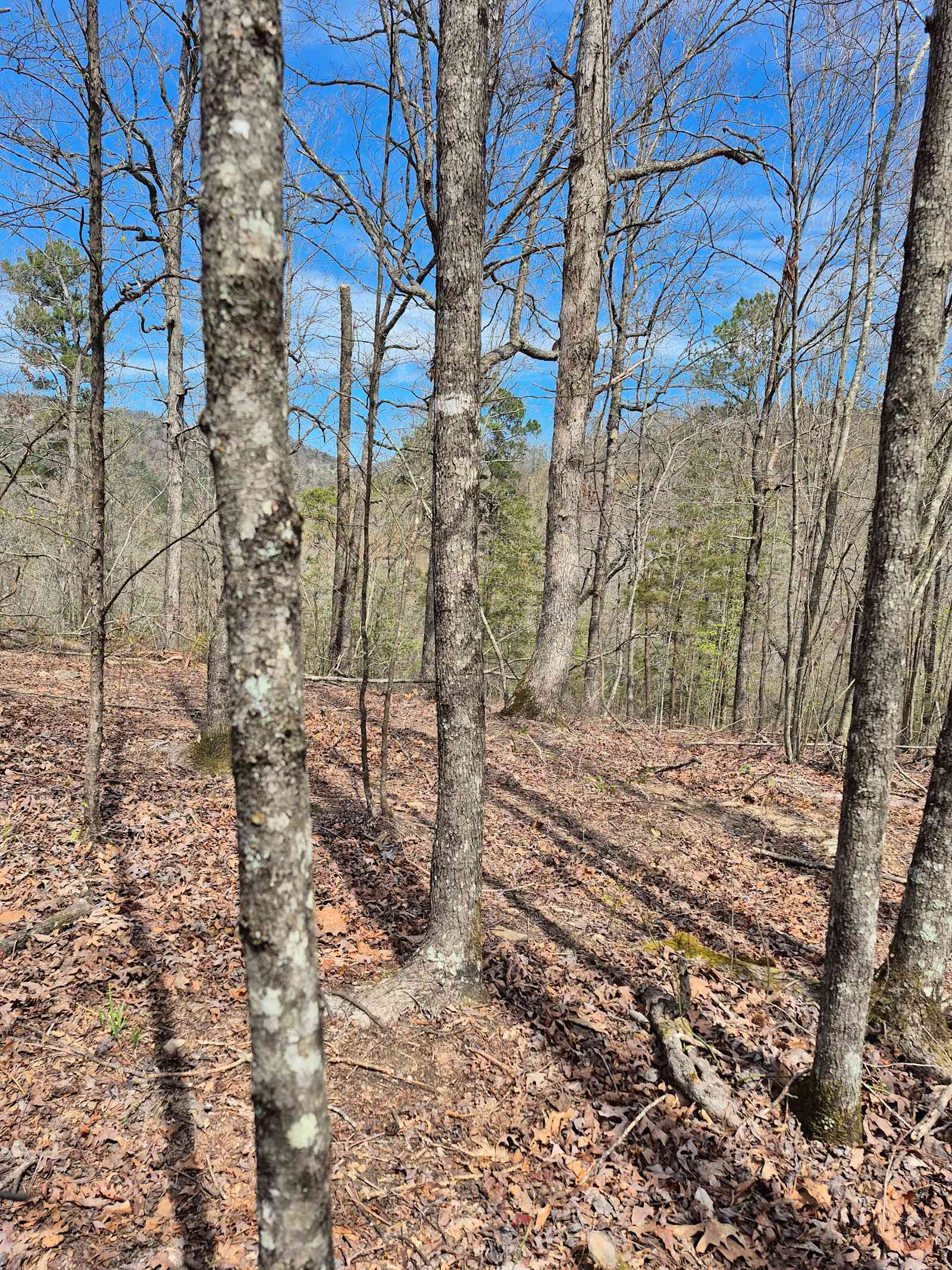 Boudreaux Run RV Park - Daisy, Arkansas - glamping.directory