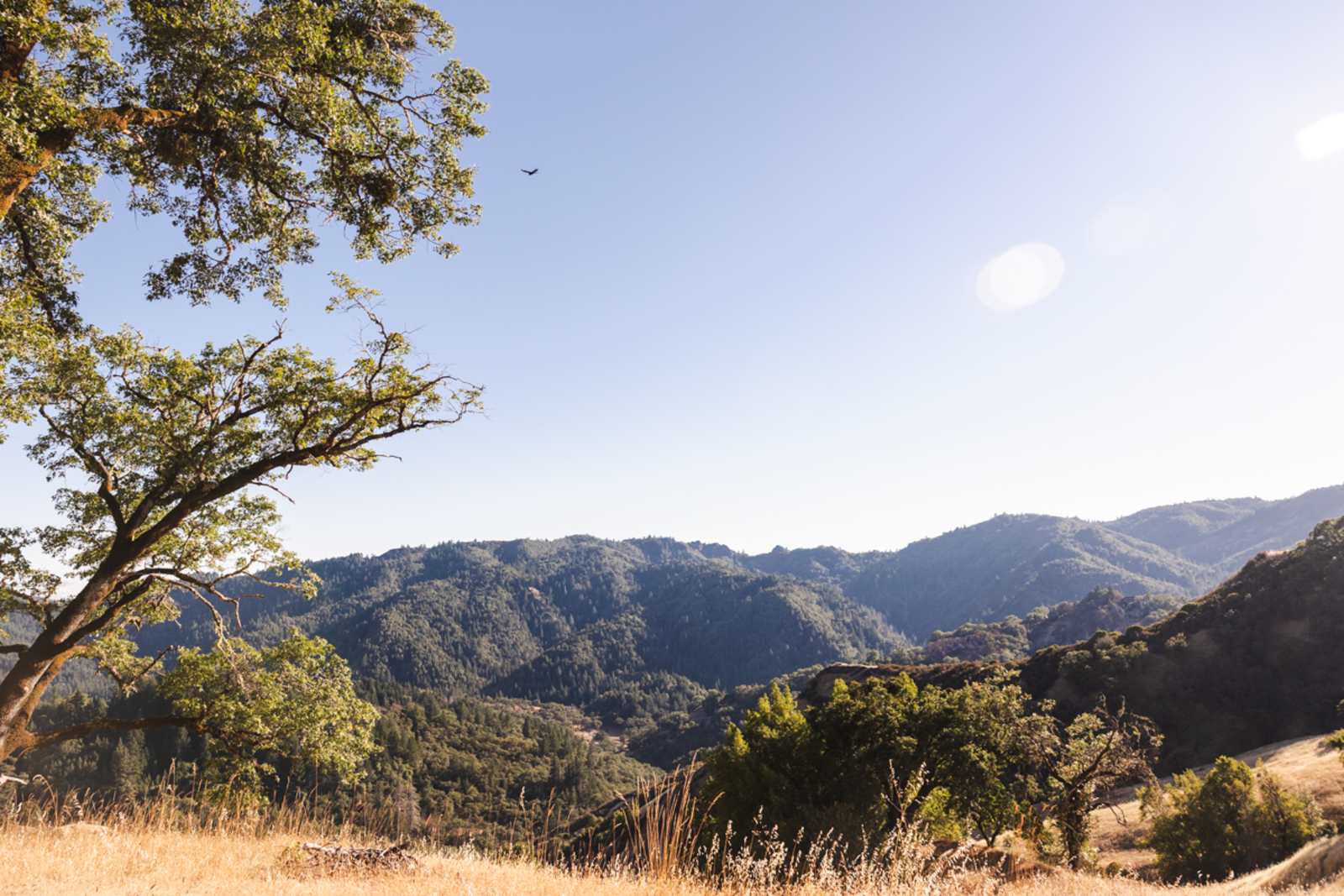 Ariana Acres - Willits, California - glamping.directory