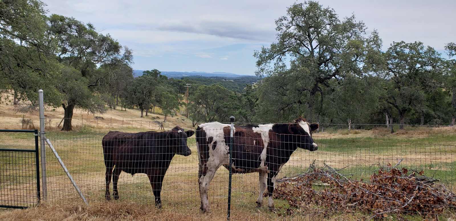 Bella Branch at SE Ranch - Shingle Springs, California - glamping.directory