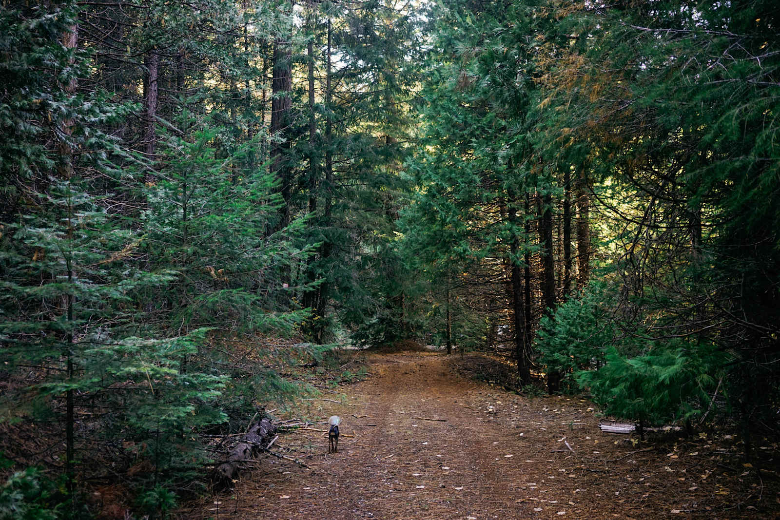 Sugar Pine Springs Resort - Somerset, California - glamping.directory