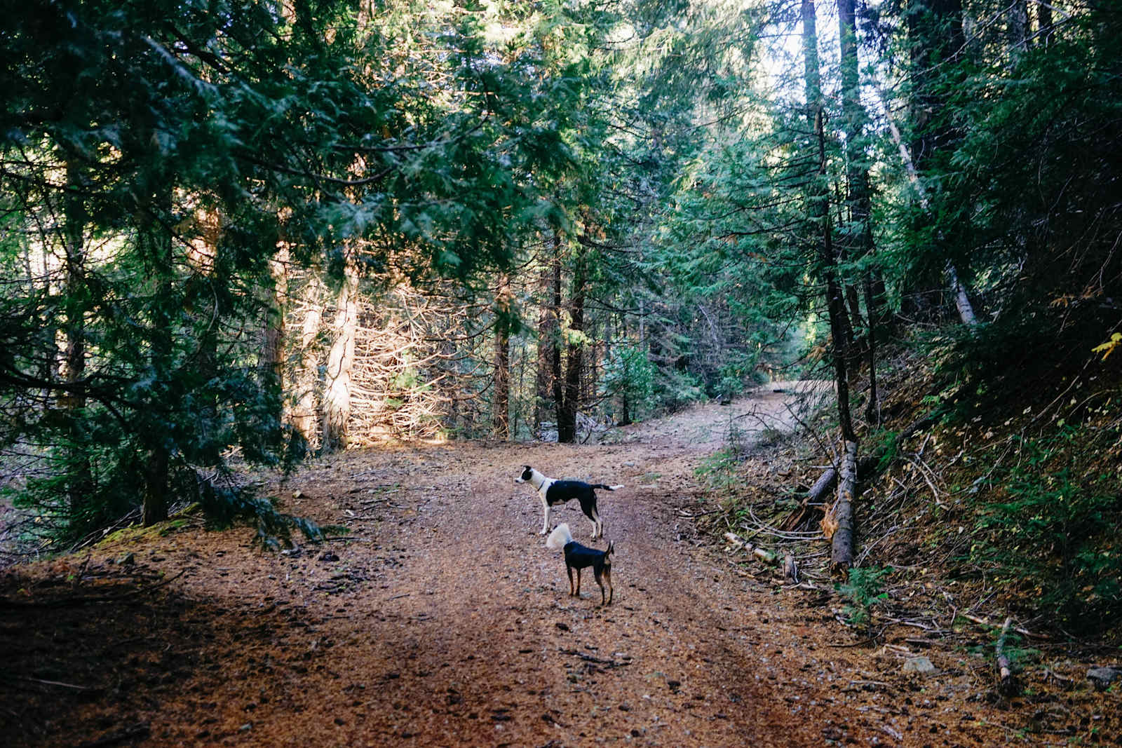 Sugar Pine Springs Resort - Somerset, California - glamping.directory