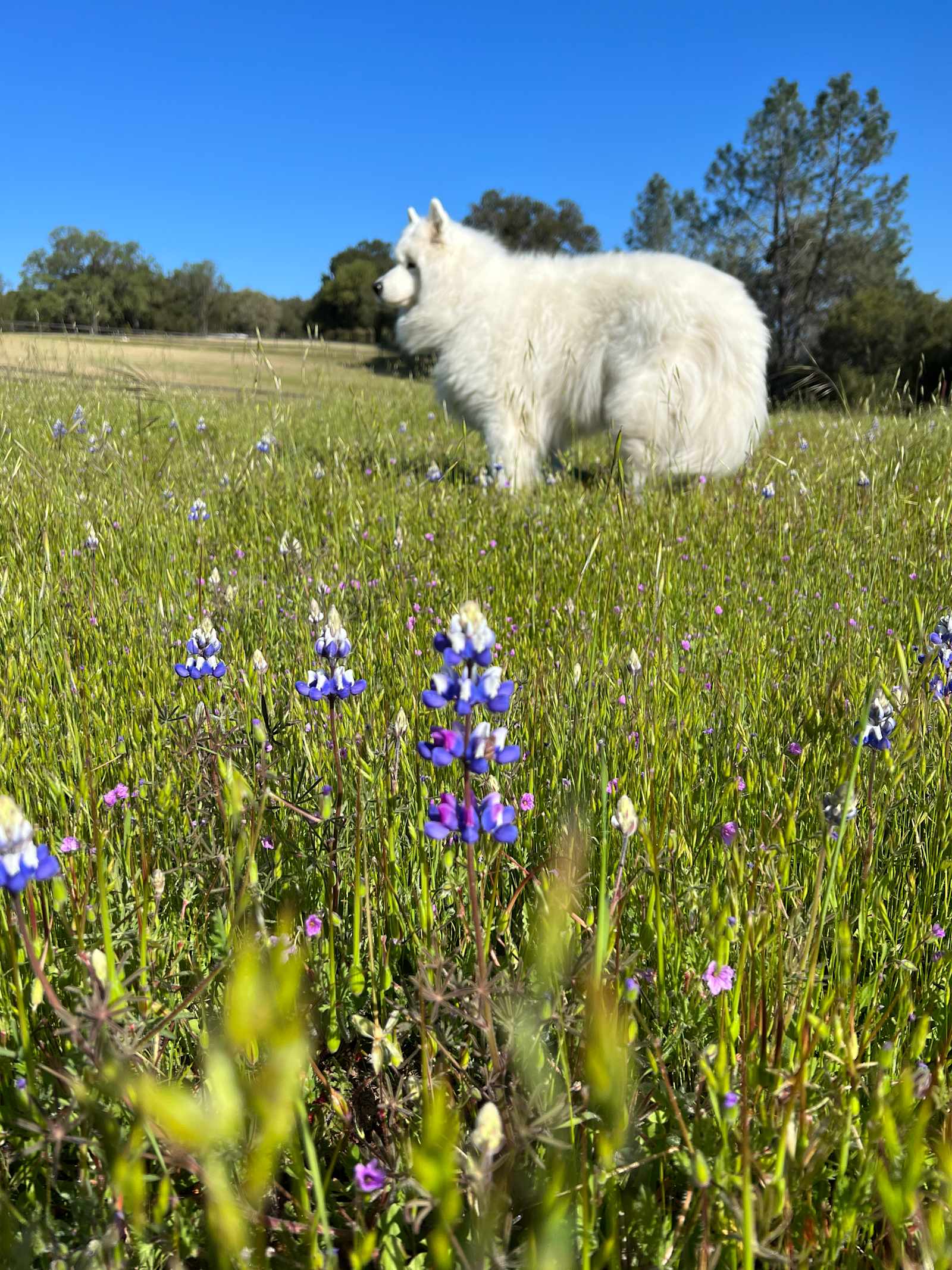 Camp Seclusion - Garden Farms, California - glamping.directory