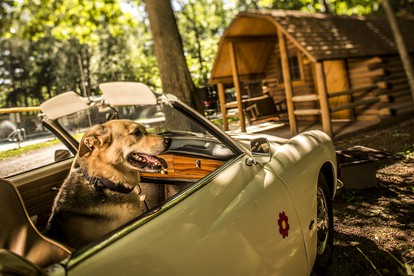 Classic Camping Cabin in Williamsburg, Virginia - Williamsburg, Virginia - glamping.directory