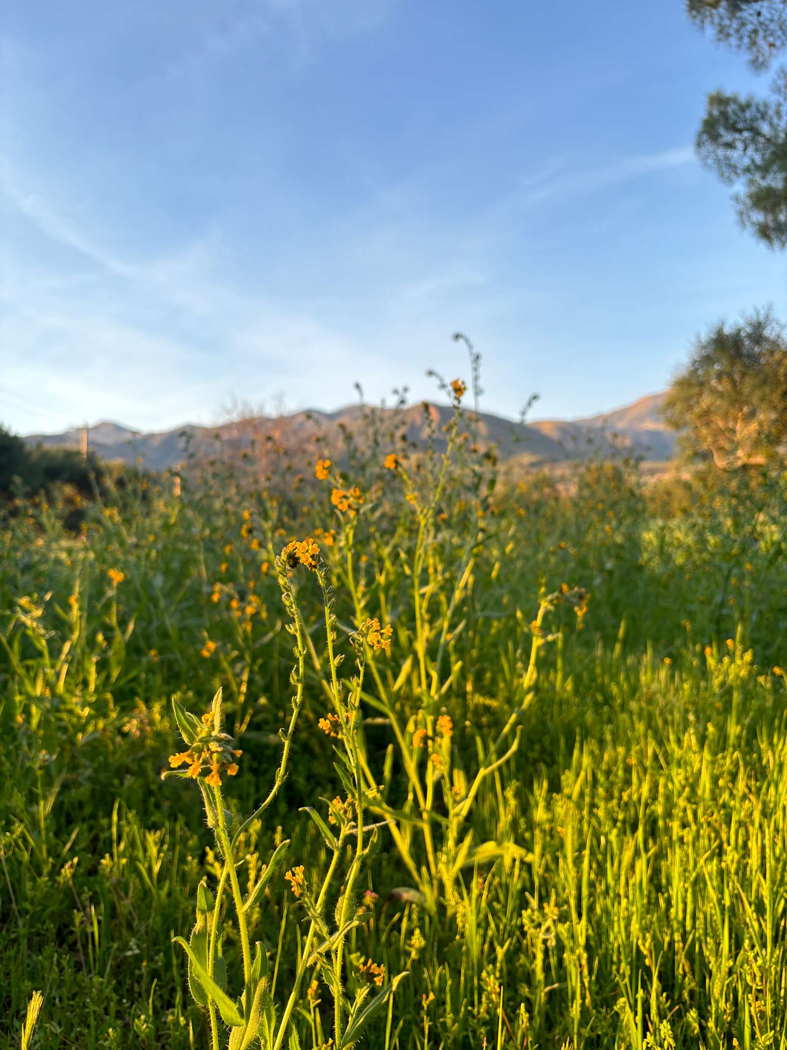 Park At Tar Creeks Ranch - Ojai, California - glamping.directory