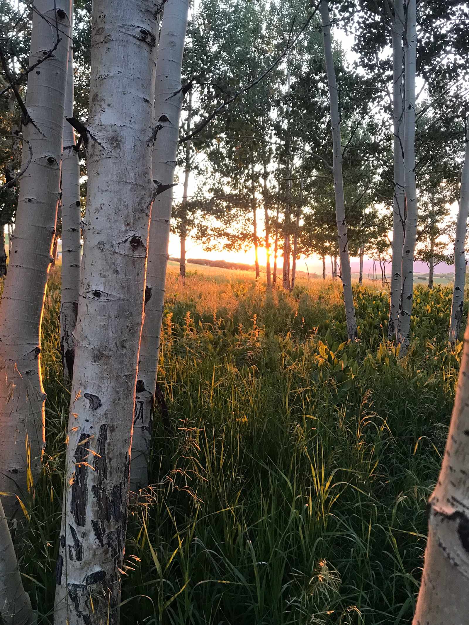 Hastings Mesa Nature Camp - Sawpit, Colorado - glamping.directory