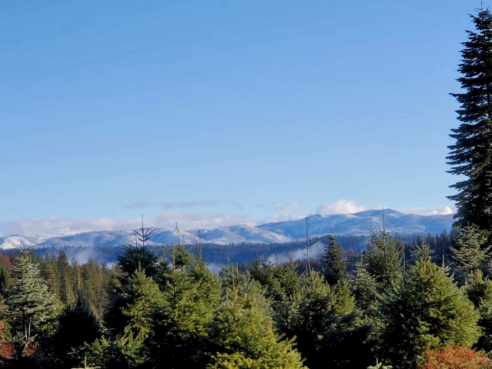Snowy Peaks Christmas Tree Farm - glamping.directory