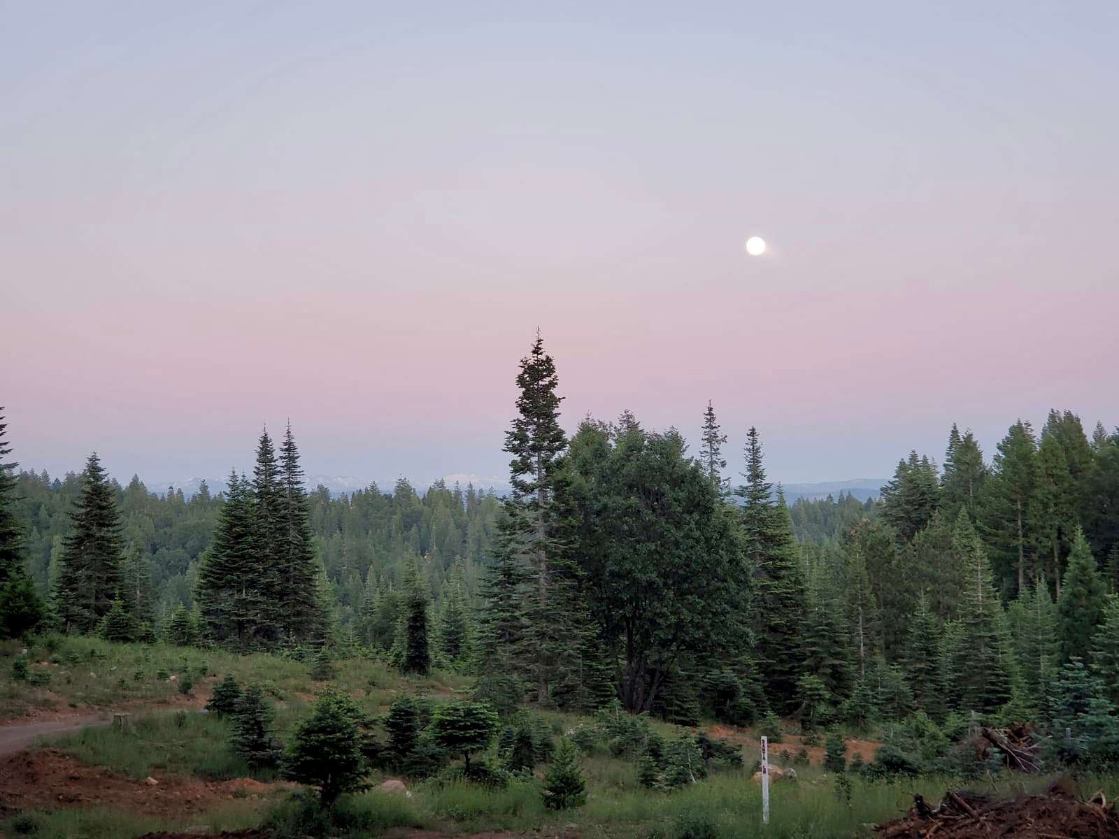 Snowy Peaks Christmas Tree Farm - Foresthill, California - glamping.directory