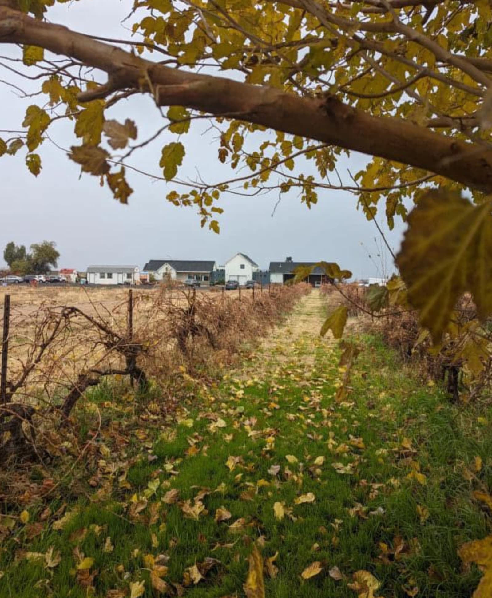 King and Queen Creek Farm - Queen Creek, Arizona - glamping.directory