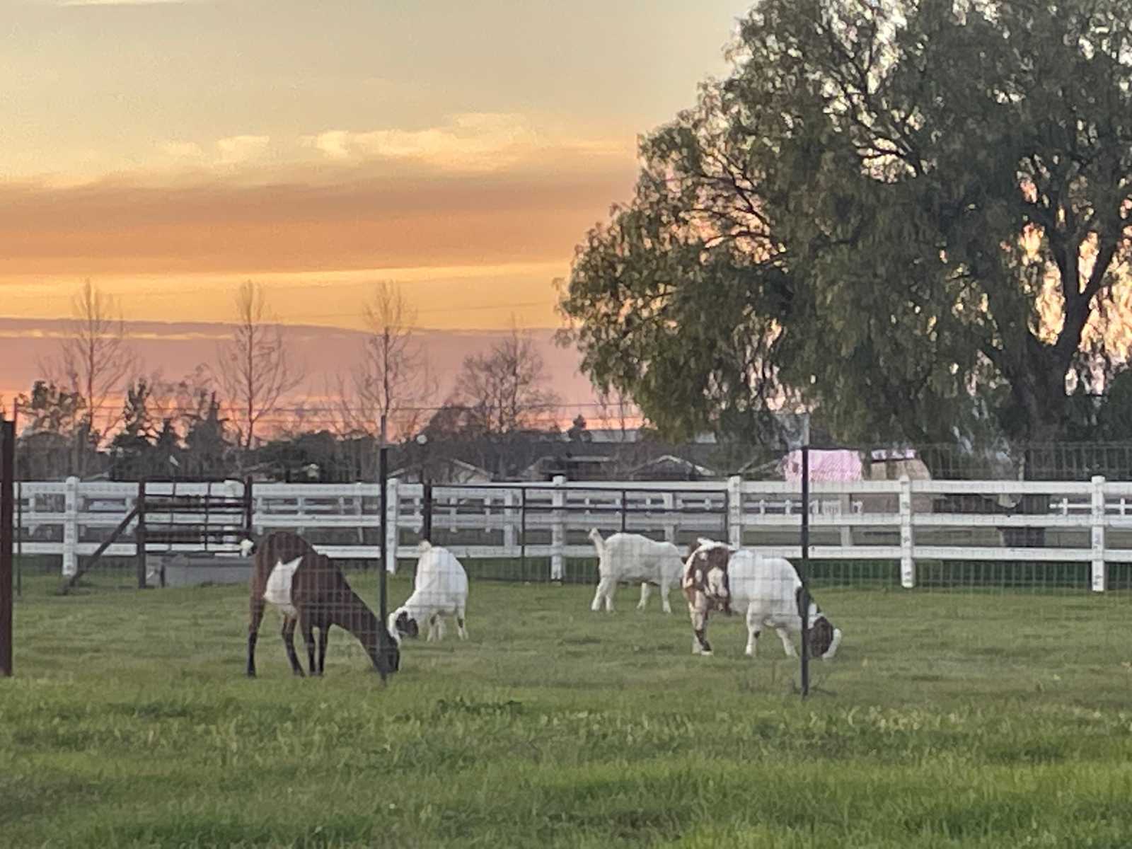 Country Serenity With Resort Flare - Hollister, California - glamping.directory