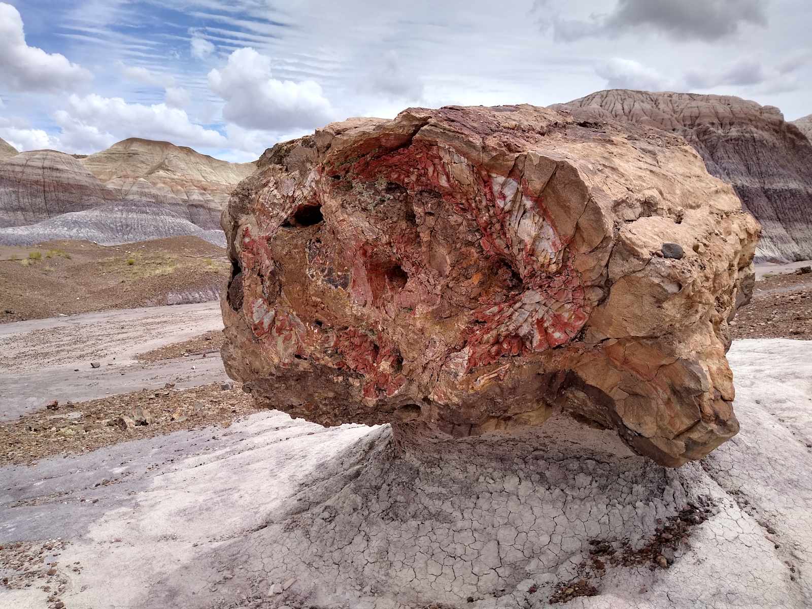 Front Row Seat! Petrified Forest! - glamping.directory