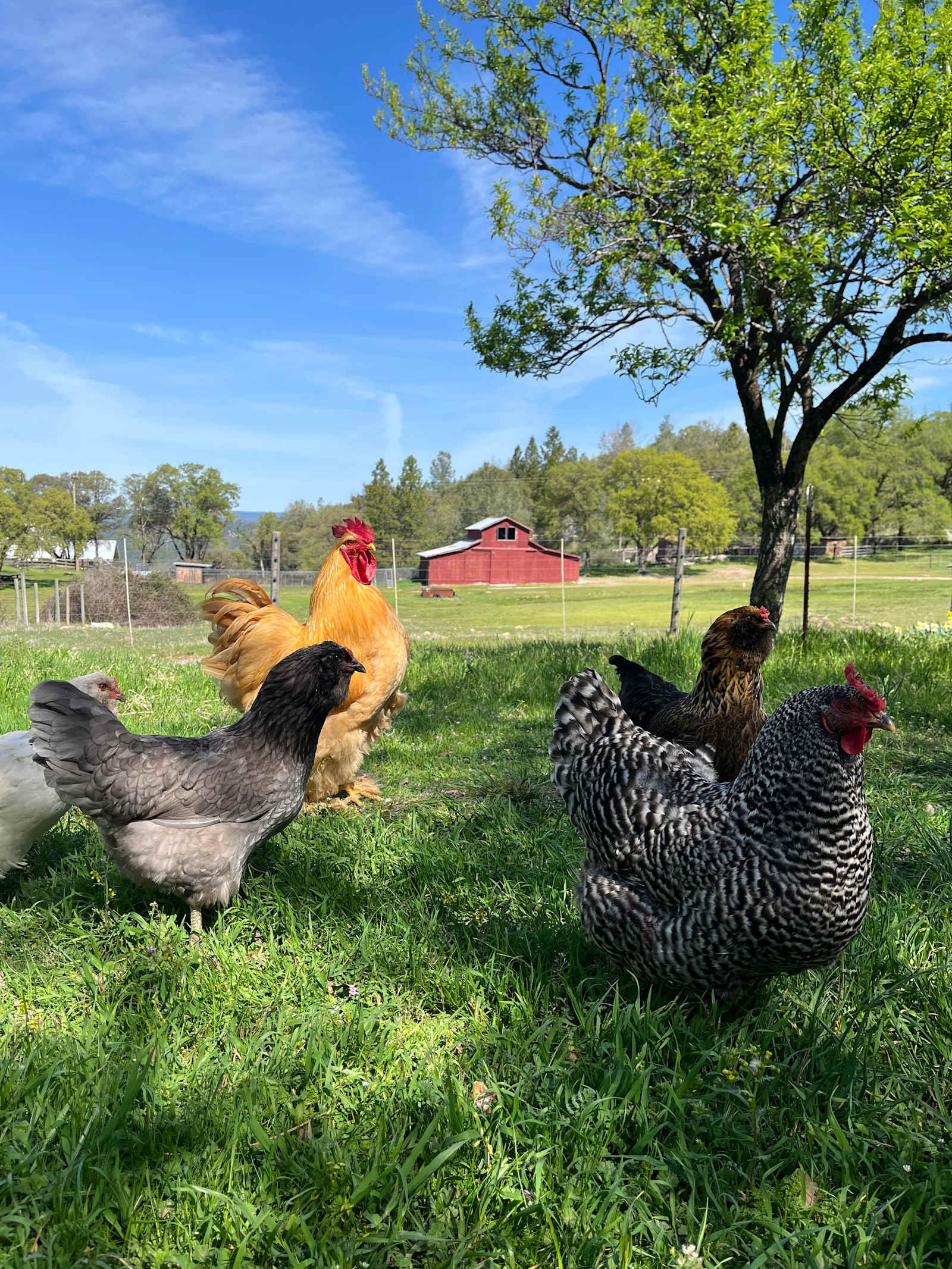 Jones Bar Farm - Nevada City, California - glamping.directory