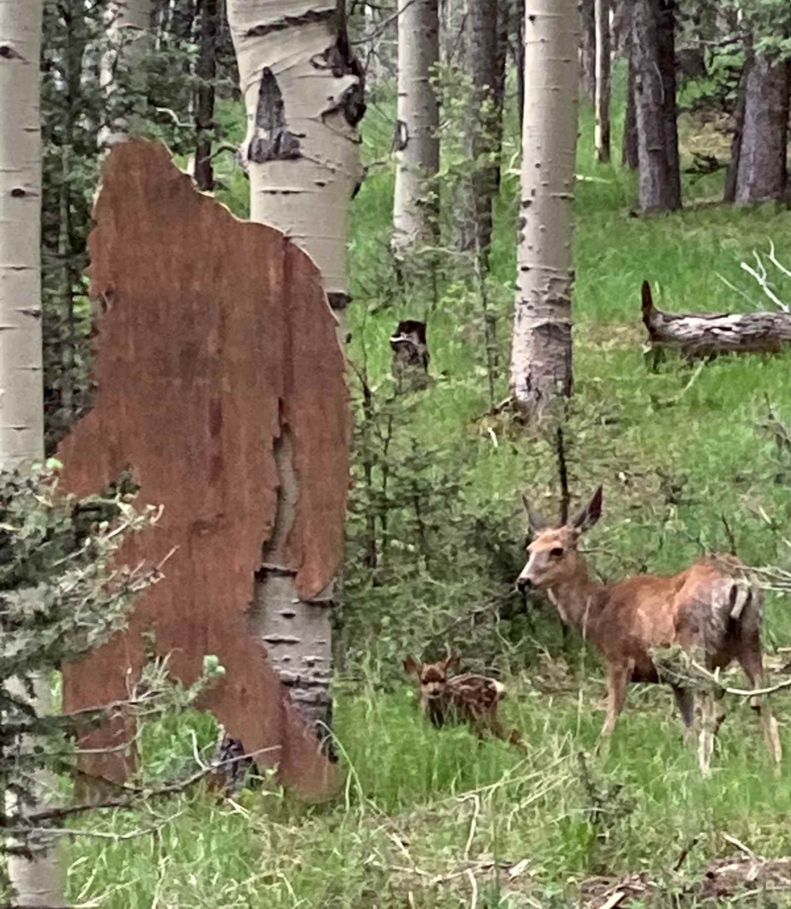 Cabin, RV & RV Site by Muller Park - Divide, Colorado - glamping.directory