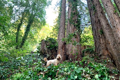 Cozy Redwood Retreat with Hot Tub & Forest Views near Jenner in Sonoma County, California - Guerneville, California - glamping.directory