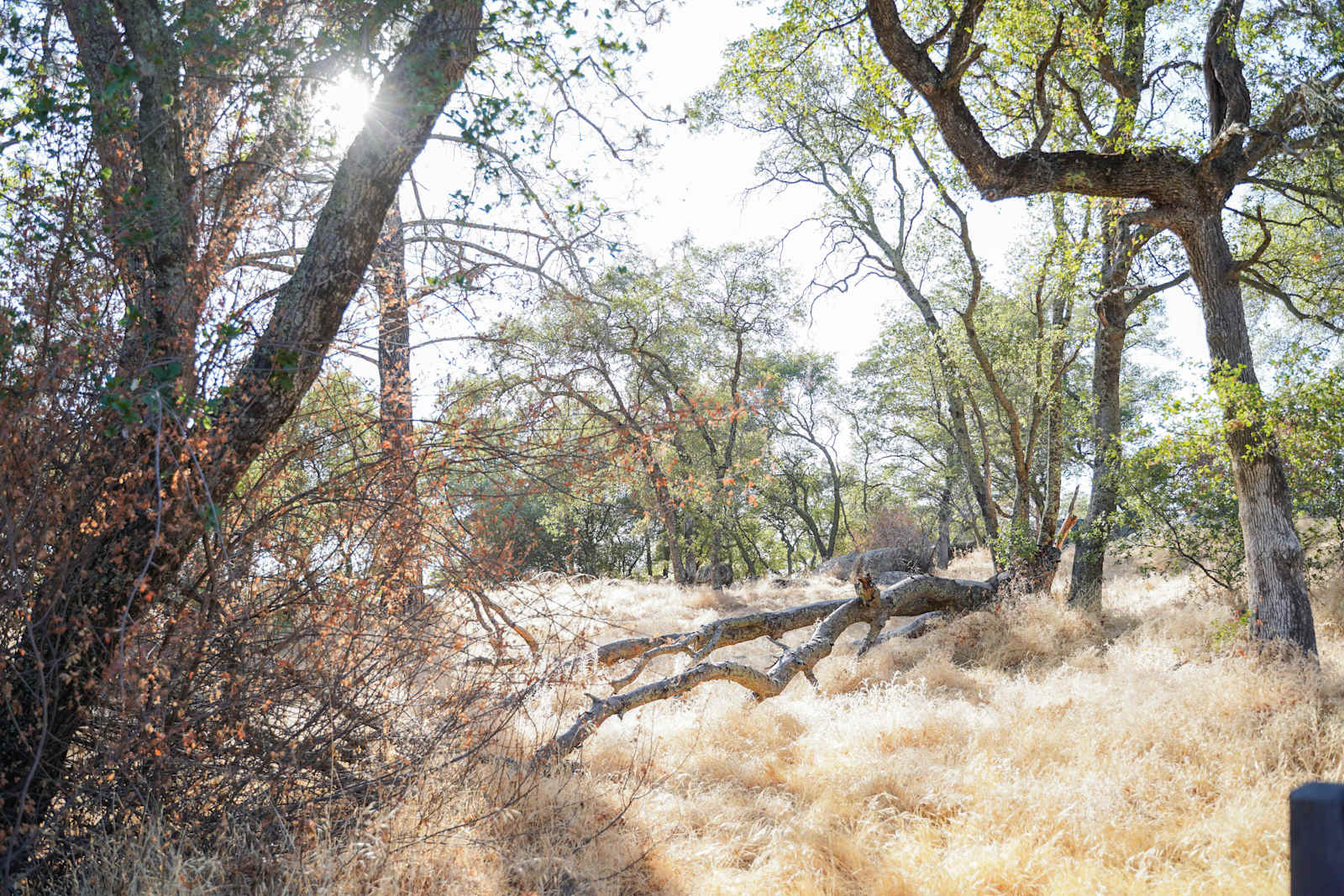 Folsom Lake - Granite Bay, California - glamping.directory