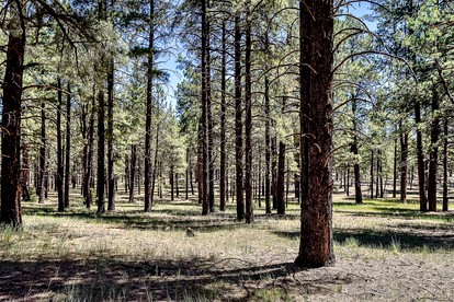 Authentic One Hundred Year Old Log Cabin in the Kaibab Forest, near the Grand Canyon, Arizona - Parks, Arizona - glamping.directory