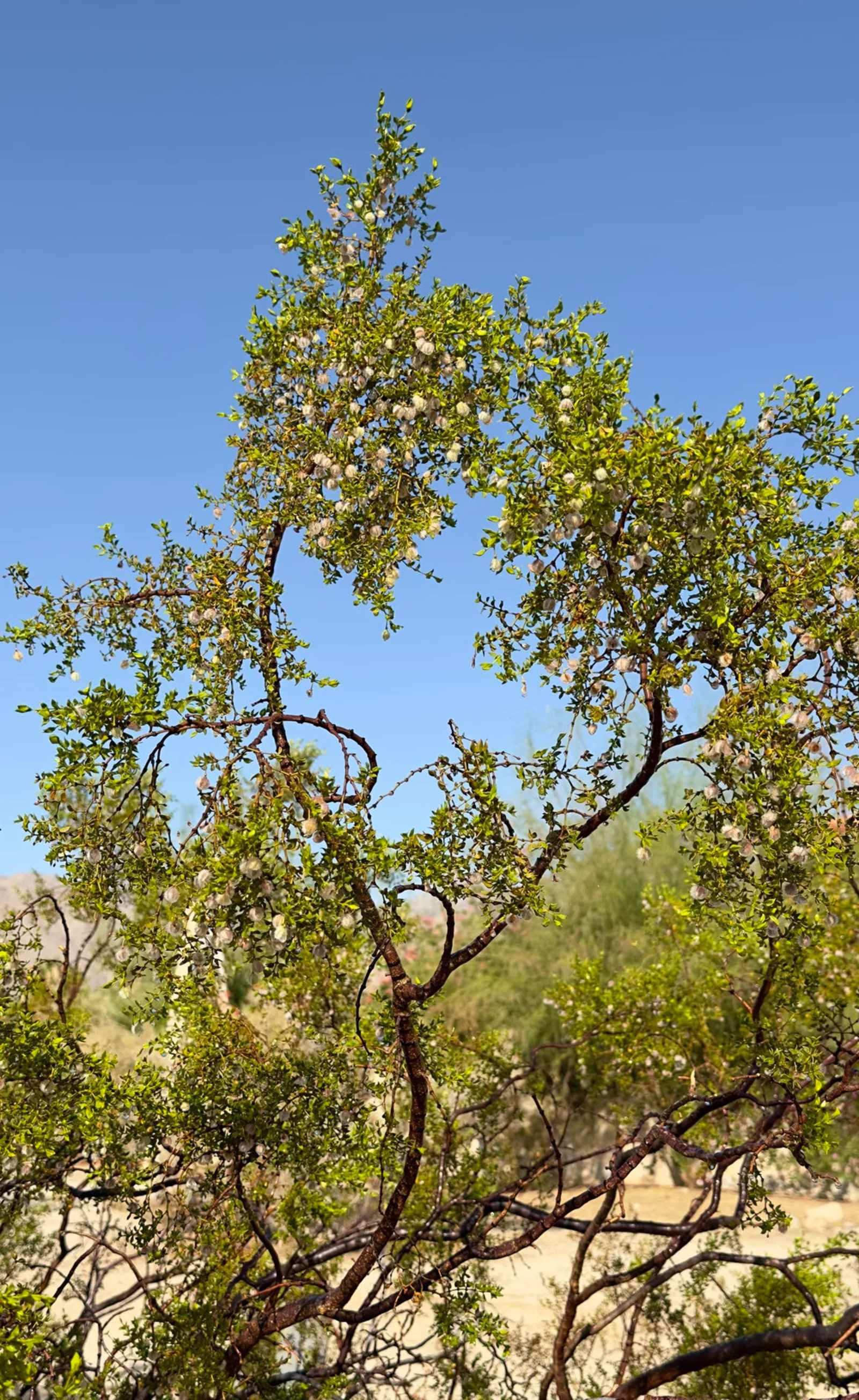 Dark Sky Silent Retreat - Borrego Springs, California - glamping.directory