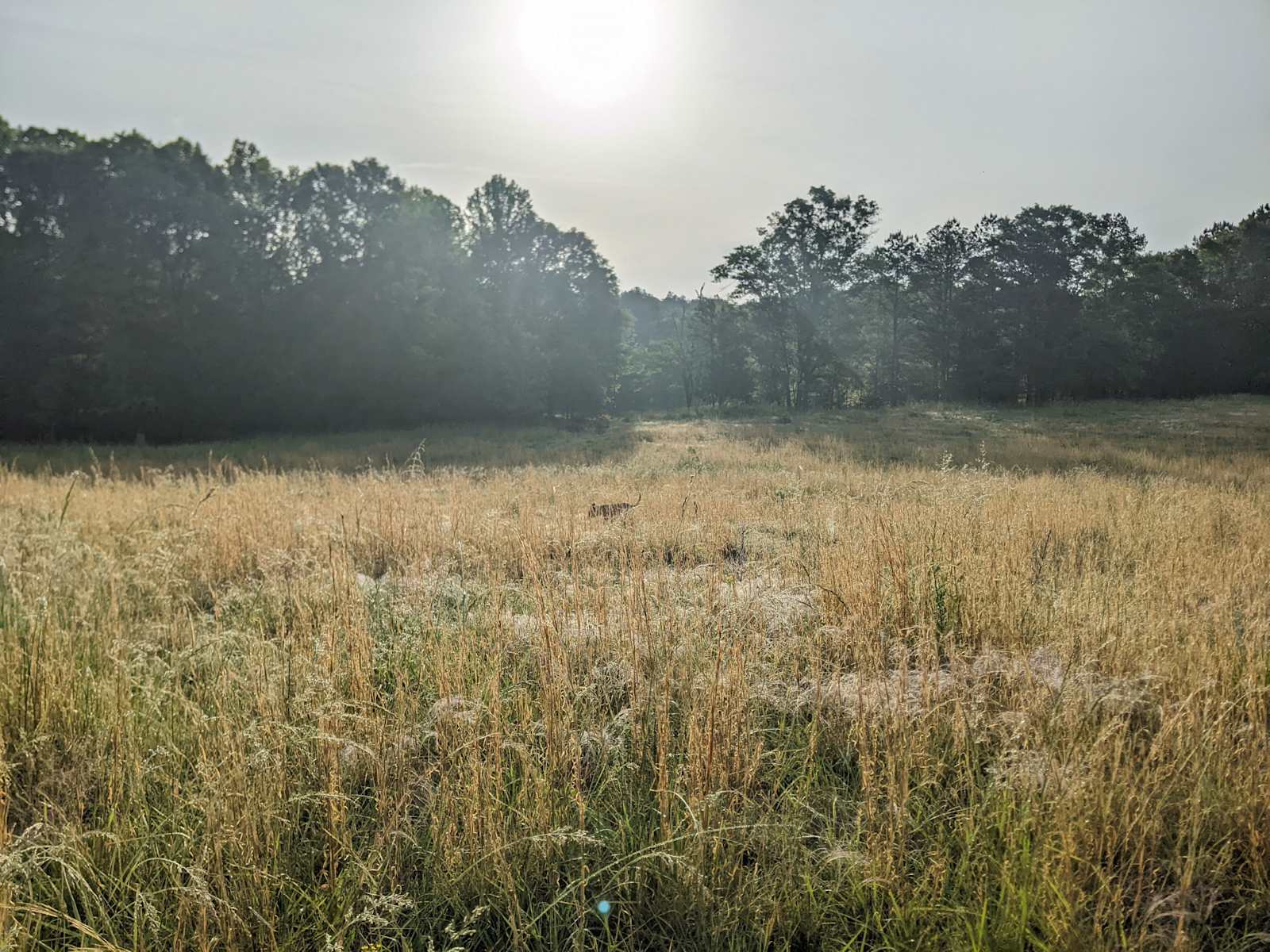 Camp in Camp Hill! - glamping.directory