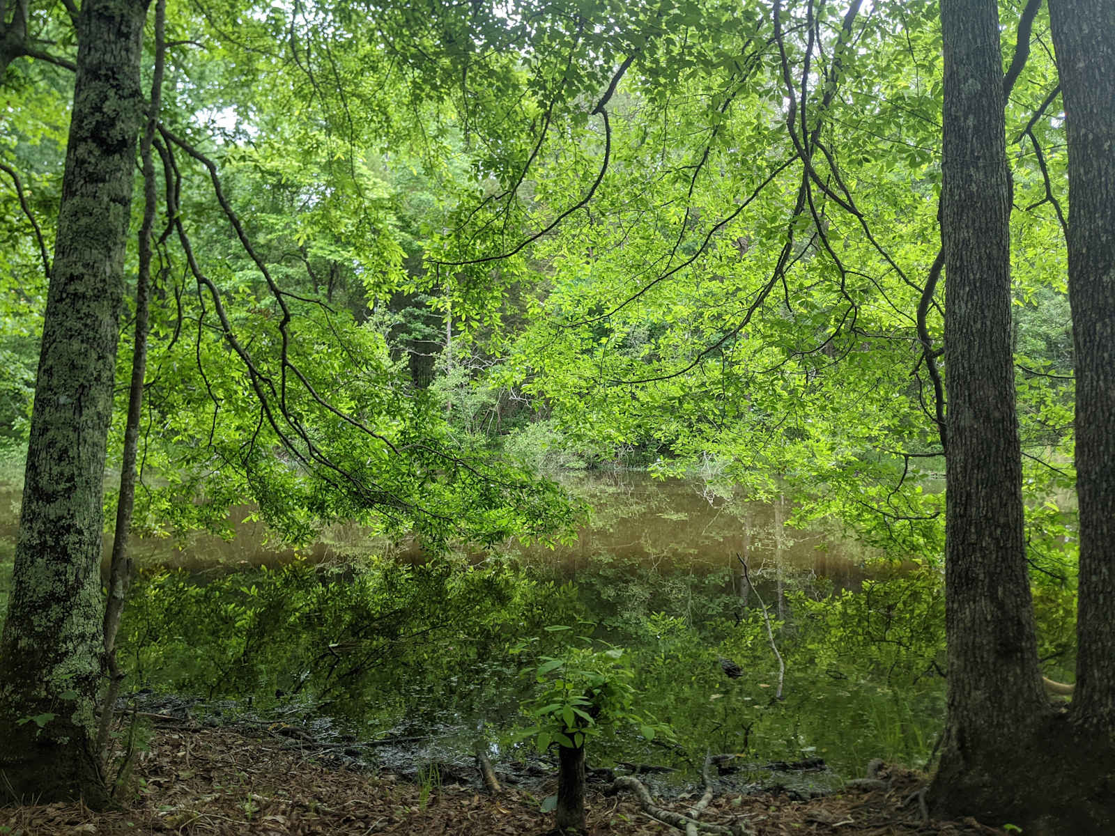 Camp in Camp Hill! - Camp Hill, Alabama - glamping.directory