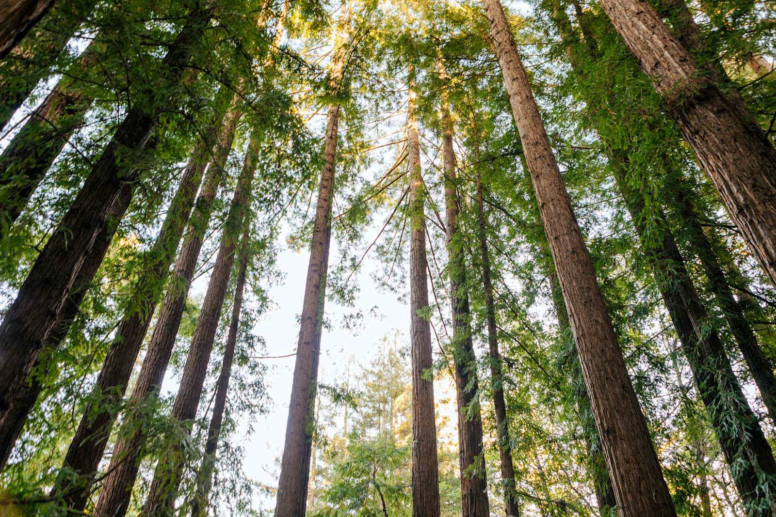 Redwood Basin - Soquel, California - glamping.directory