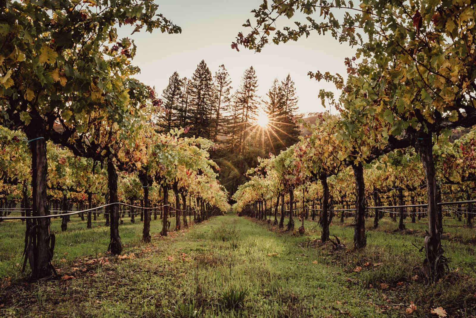 Nelson Family Vineyards - Ukiah, California - glamping.directory