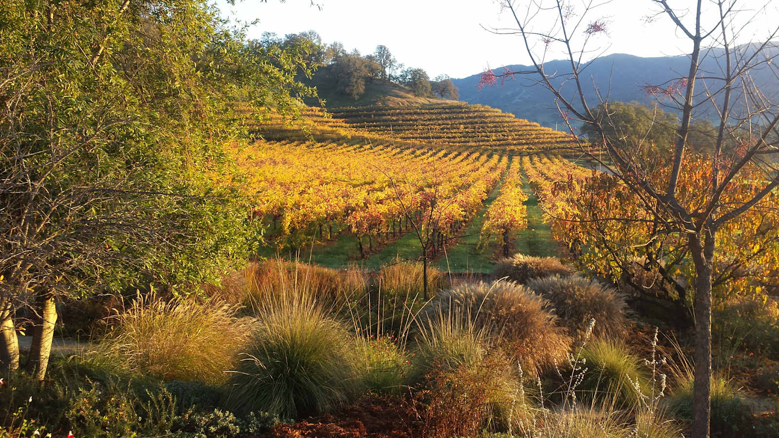Nelson Family Vineyards - Ukiah, California - glamping.directory