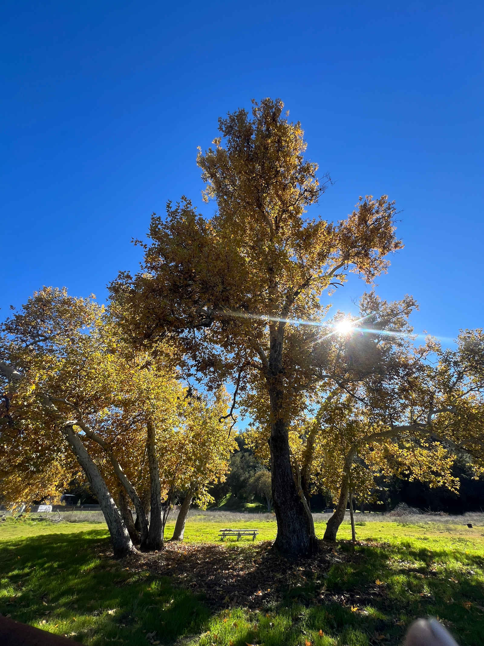 Dust Cloud Ranch – Sycamore Grove C - Santa Margarita, California - glamping.directory
