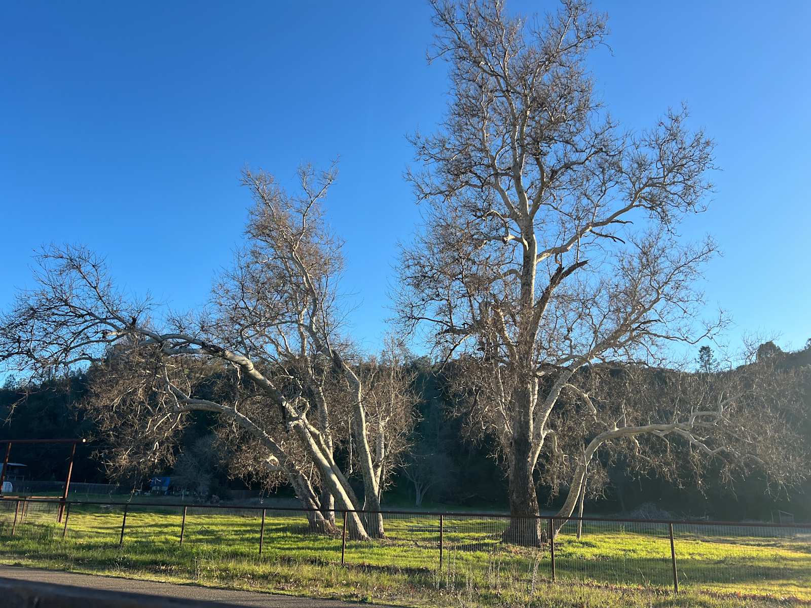 Dust Cloud Ranch – Sycamore Grove C - Santa Margarita, California - glamping.directory