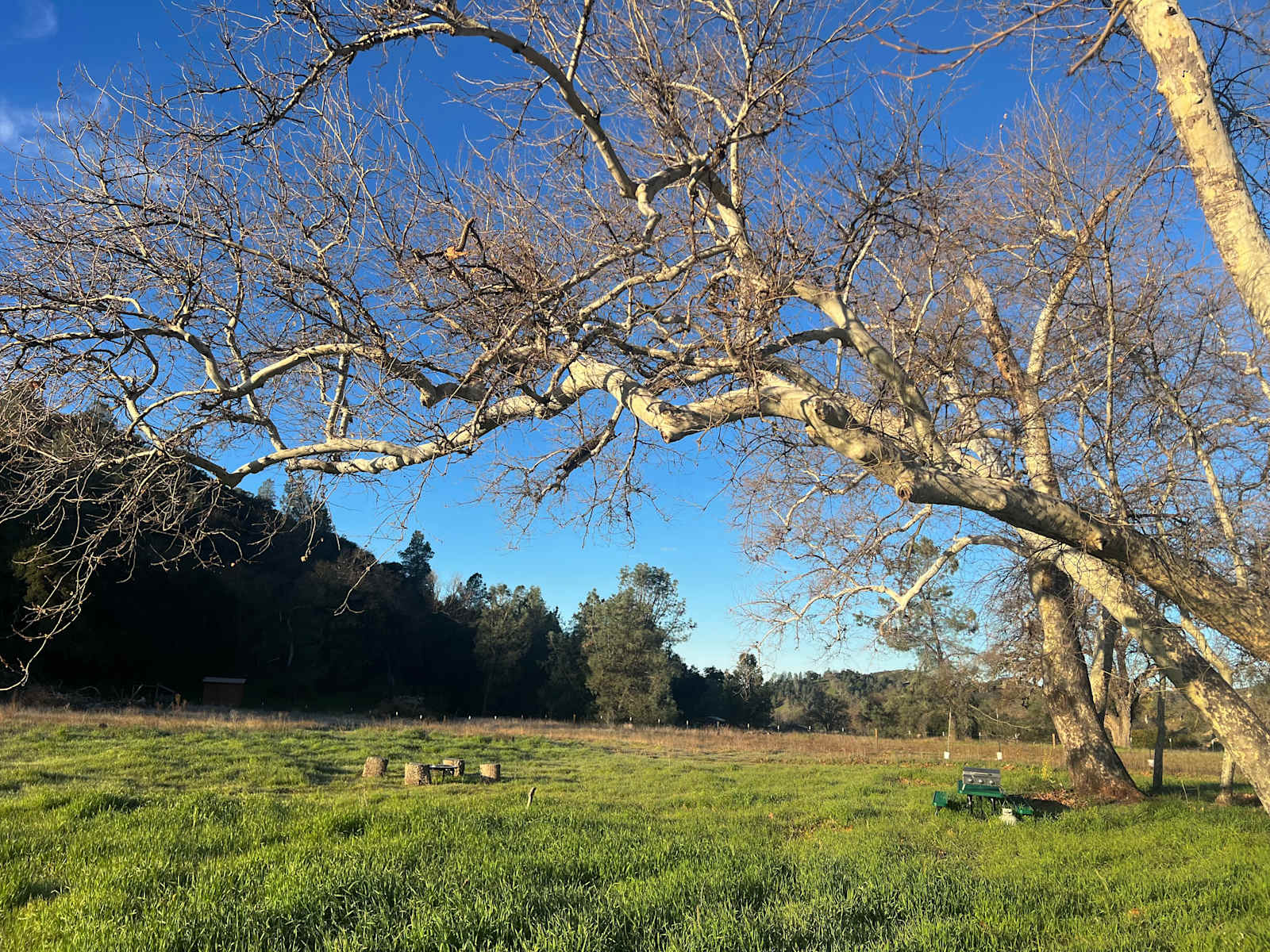 Dust Cloud Ranch – Sycamore Grove C - Santa Margarita, California - glamping.directory