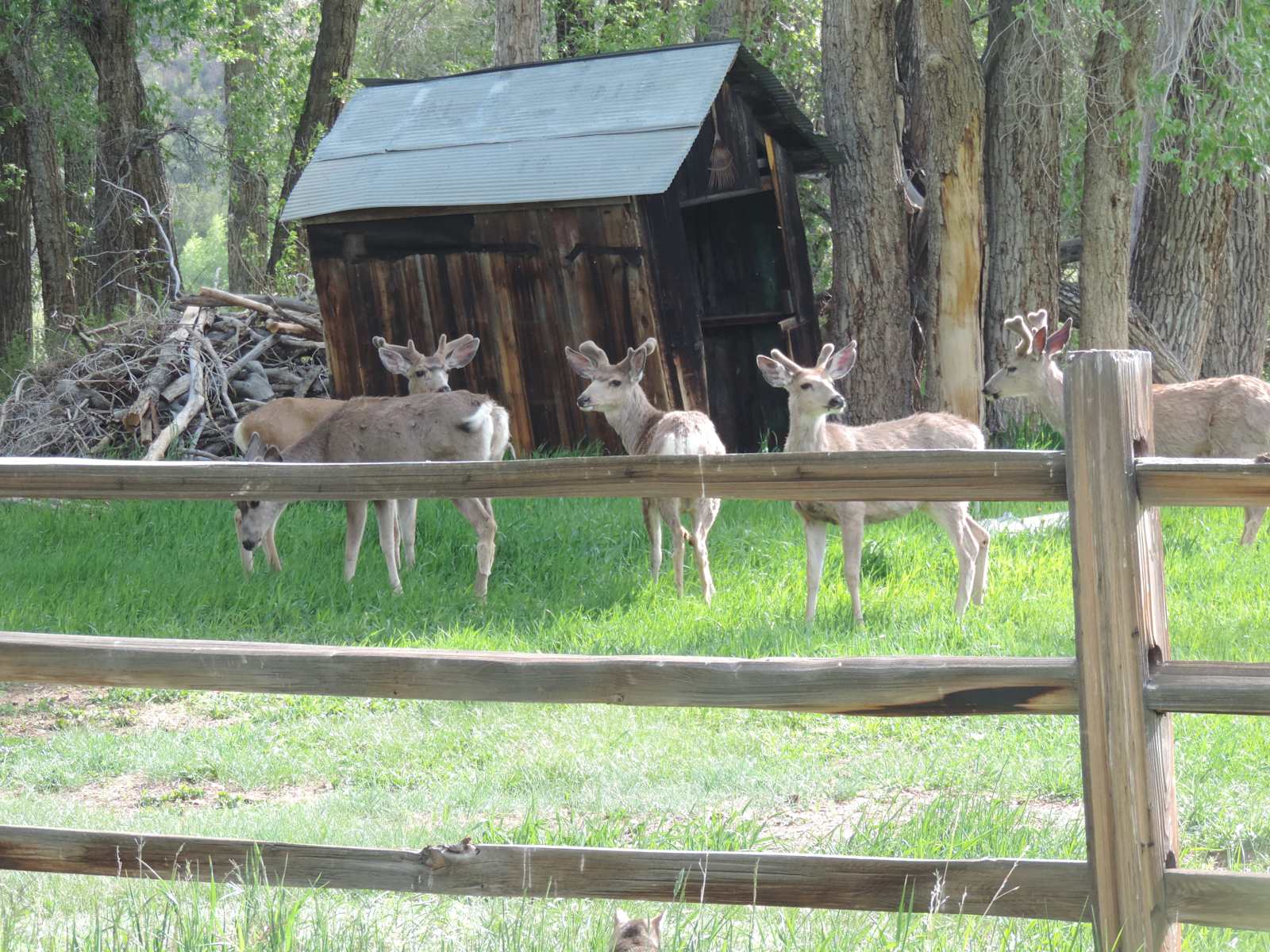 Frenchman's Creek Ranch - Buena Vista, Colorado - glamping.directory