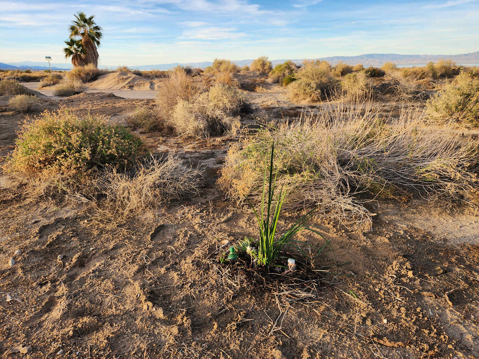 Salton Sea Sanctuary - Thermal, California - glamping.directory