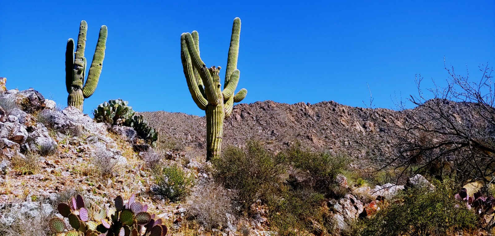 Epic Private 300 Acre Saguaro Park - Three Points, Arizona - glamping.directory