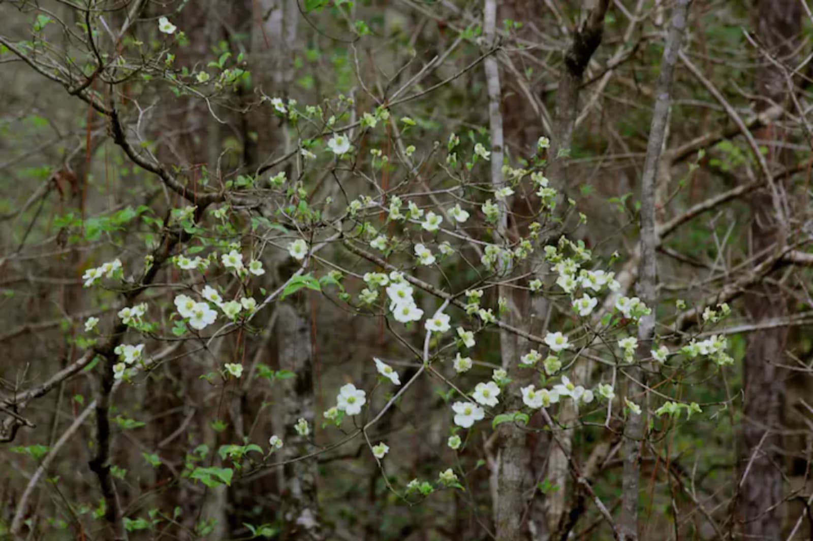 Heart of the Country - Spanish Fort, Alabama - glamping.directory