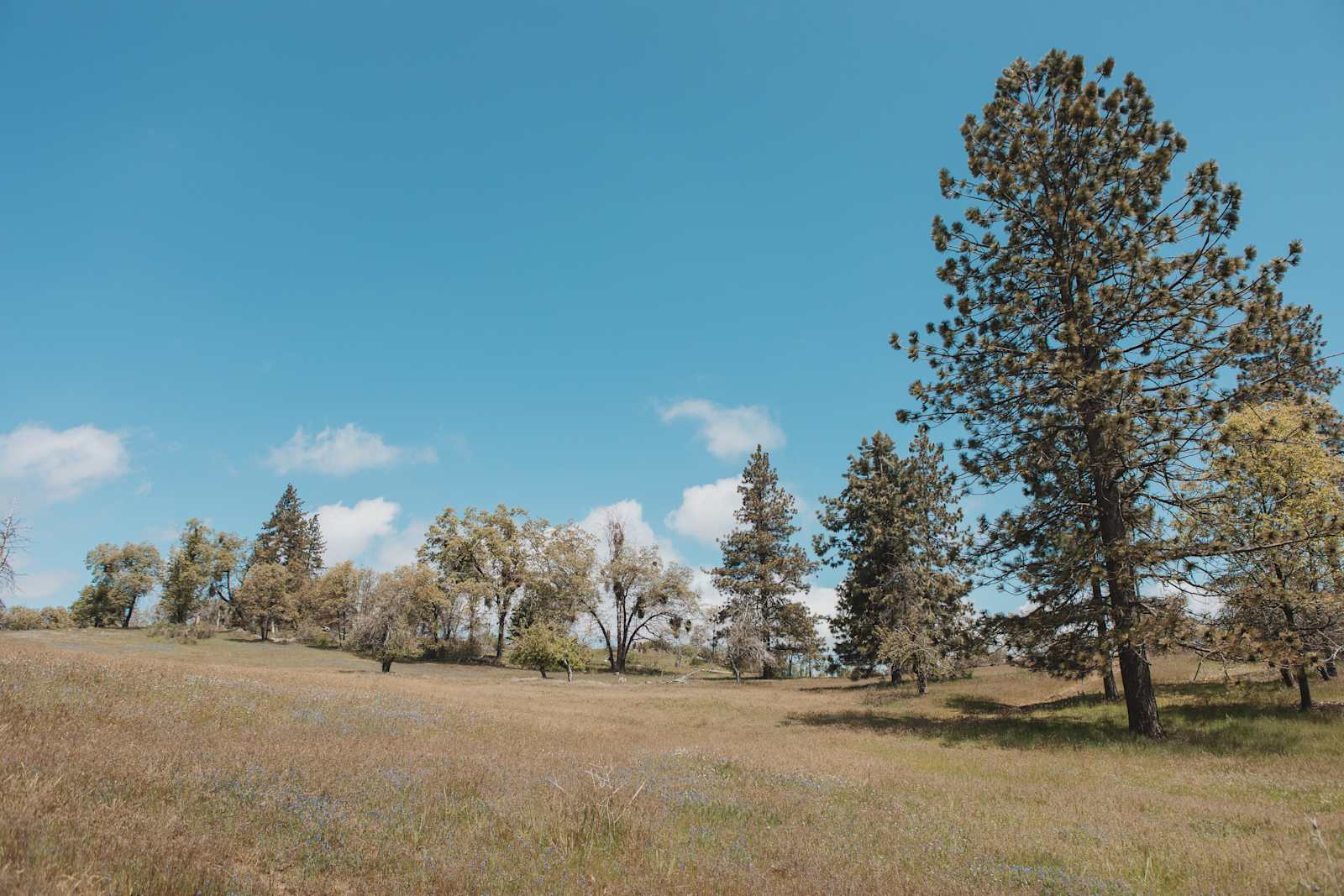 Sequoia Highland Camp - Dunlap, California - glamping.directory