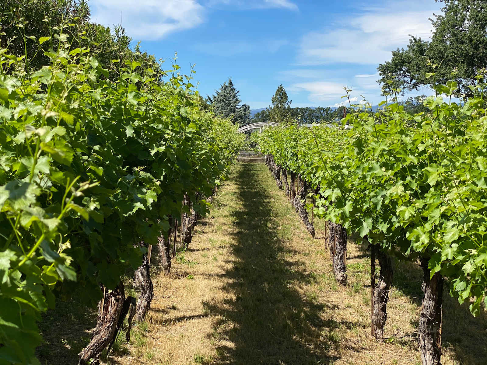 The Ripe Choice Farm Stay - Lakeport, California - glamping.directory