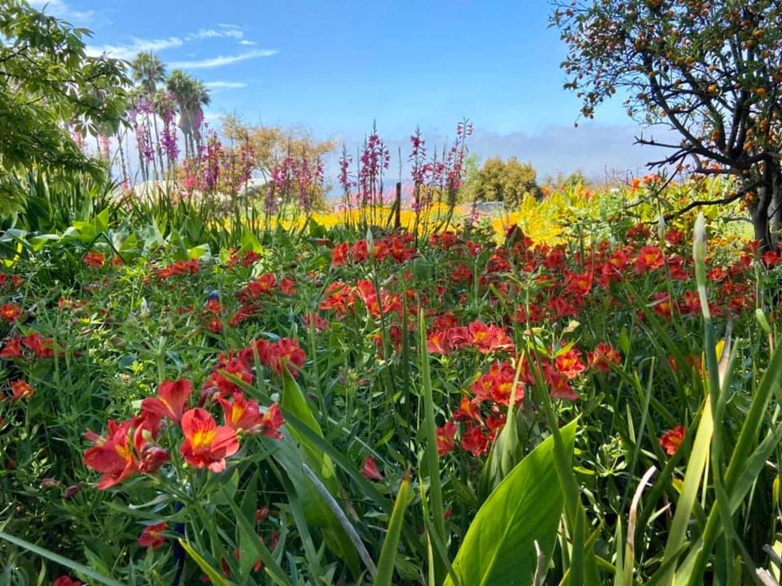 Elysian Groves - Valley Center, California - glamping.directory