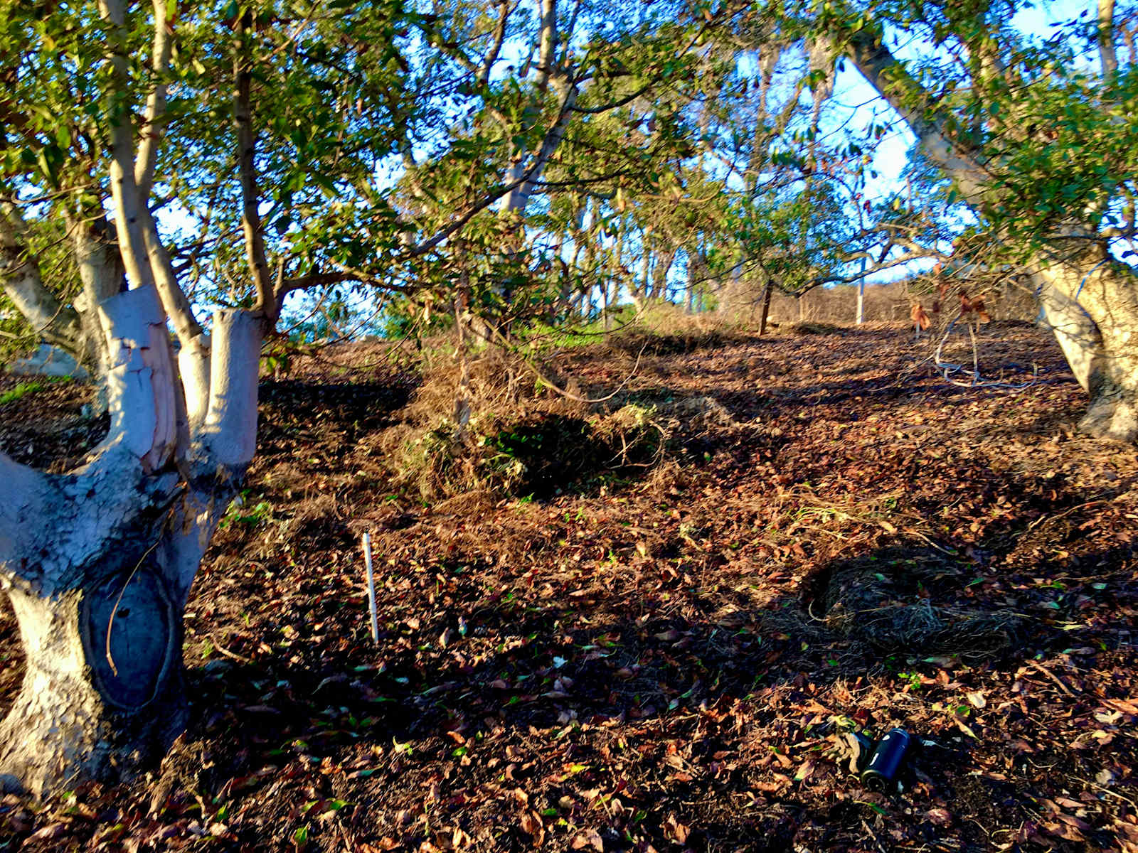 Elysian Groves - Valley Center, California - glamping.directory