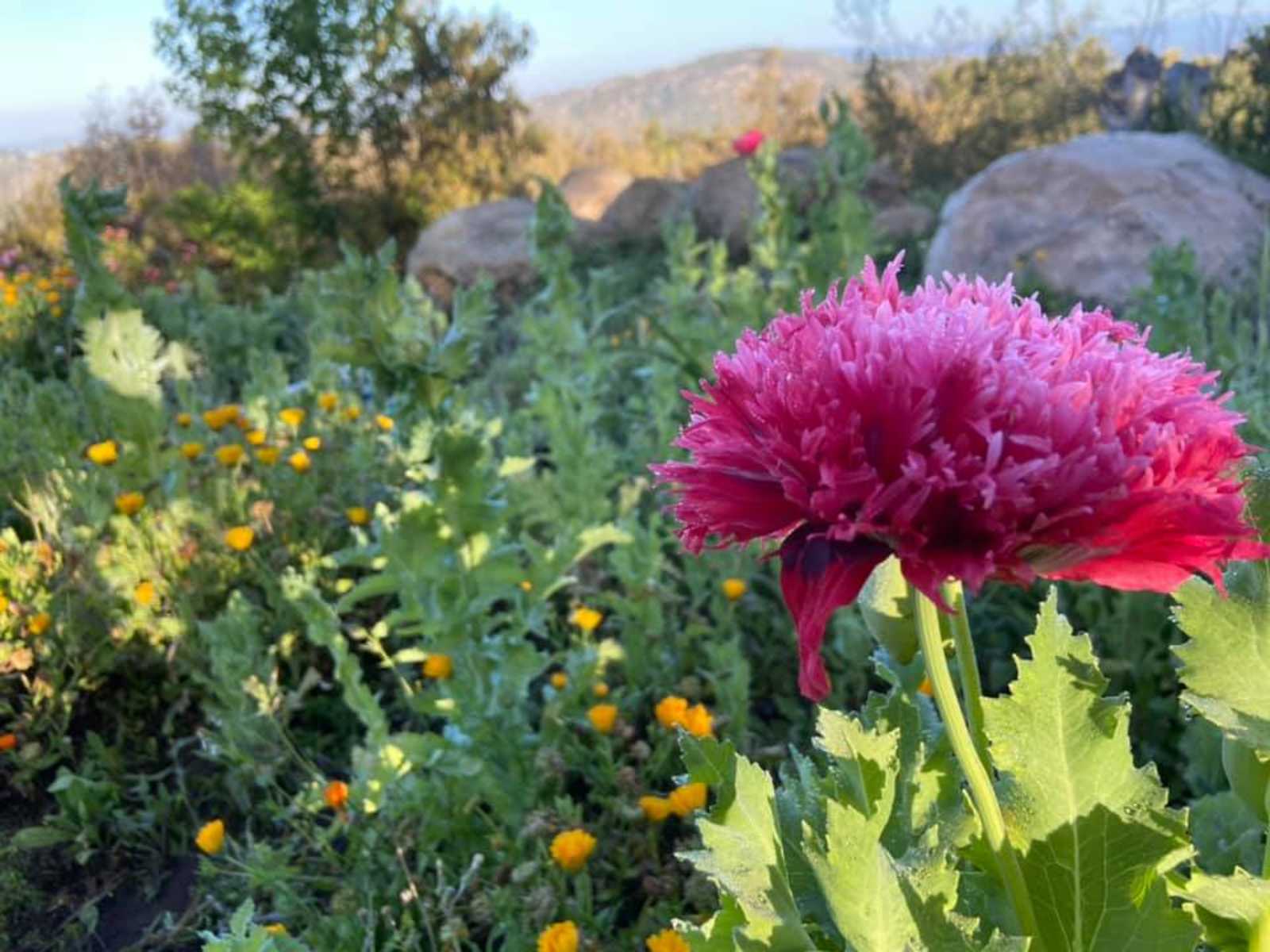Elysian Groves - Valley Center, California - glamping.directory