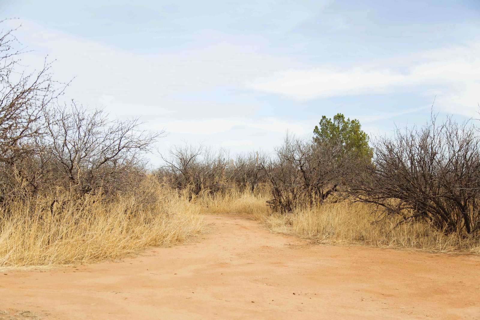 LeRoy & Paula's Alpacas - Sierra Vista, Arizona - glamping.directory