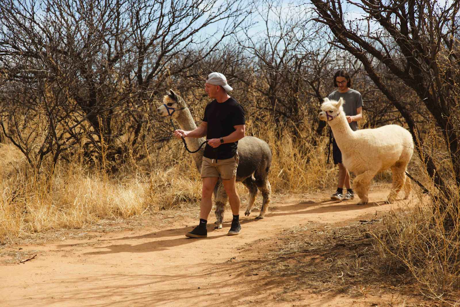 LeRoy & Paula's Alpacas - Sierra Vista, Arizona - glamping.directory
