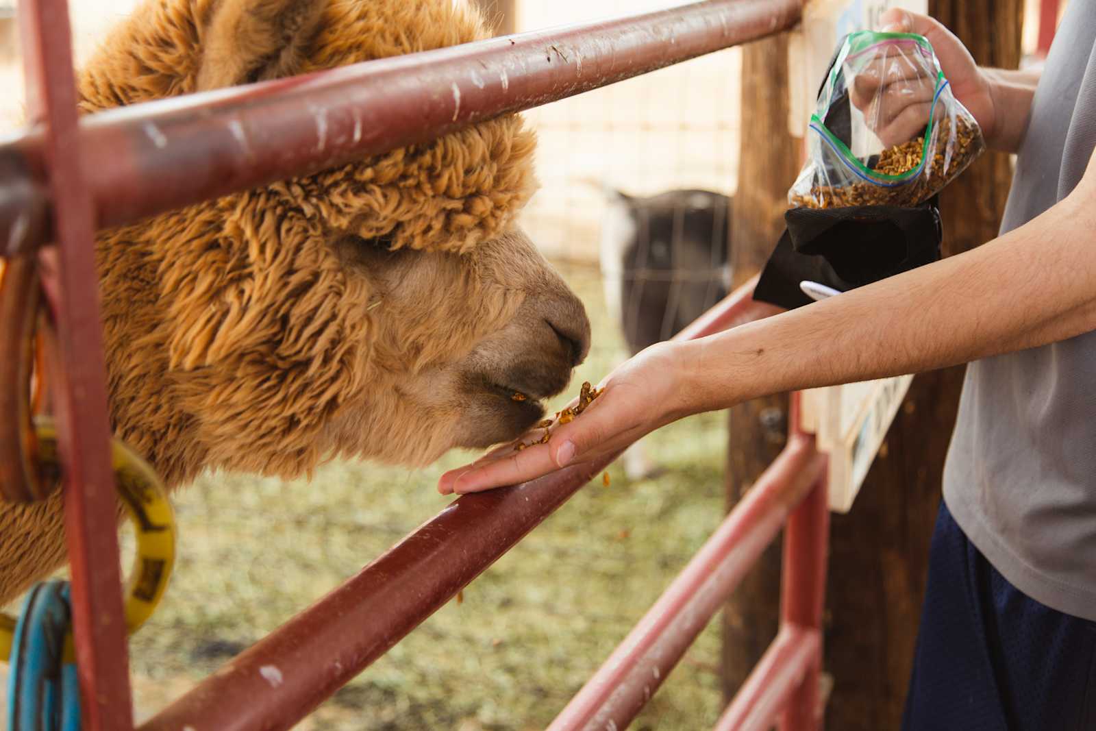 LeRoy & Paula's Alpacas - Sierra Vista, Arizona - glamping.directory