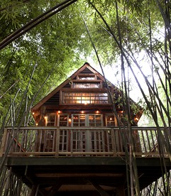 Cozy Alpaca Tree House Rental in the Bamboo Forest in Atlanta, Georgia - glamping.directory