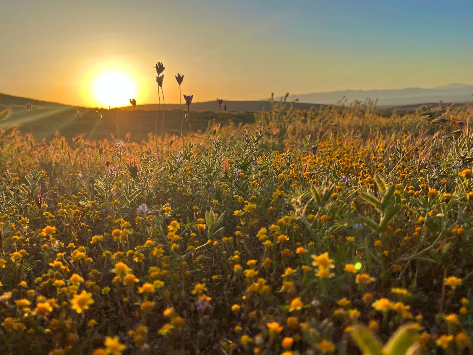 California Poppy & Wildflower Field - Lake Hughes, California - glamping.directory