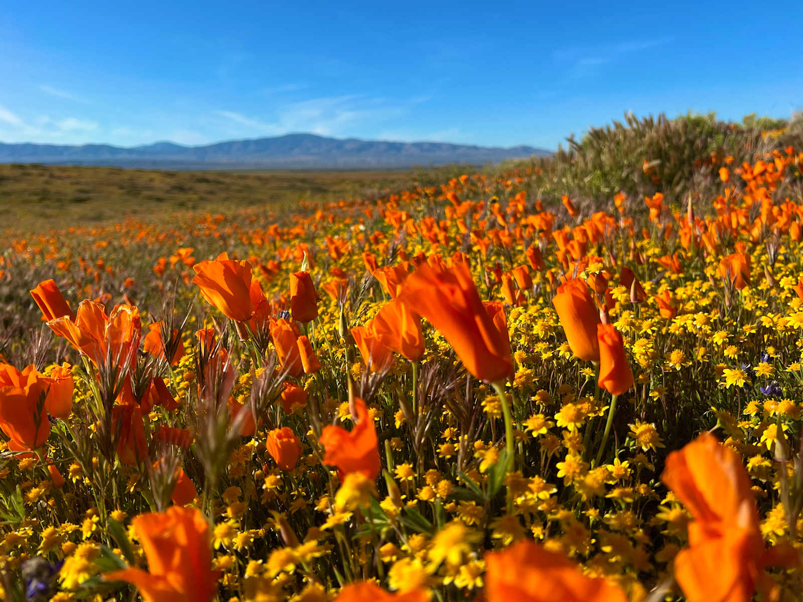 California Poppy & Wildflower Field - glamping.directory