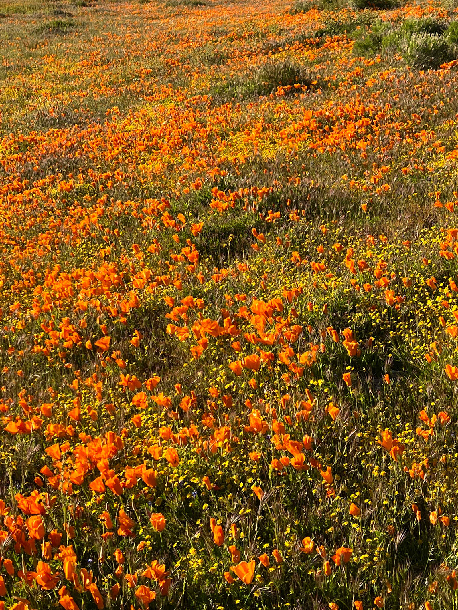 California Poppy & Wildflower Field - Lake Hughes, California - glamping.directory