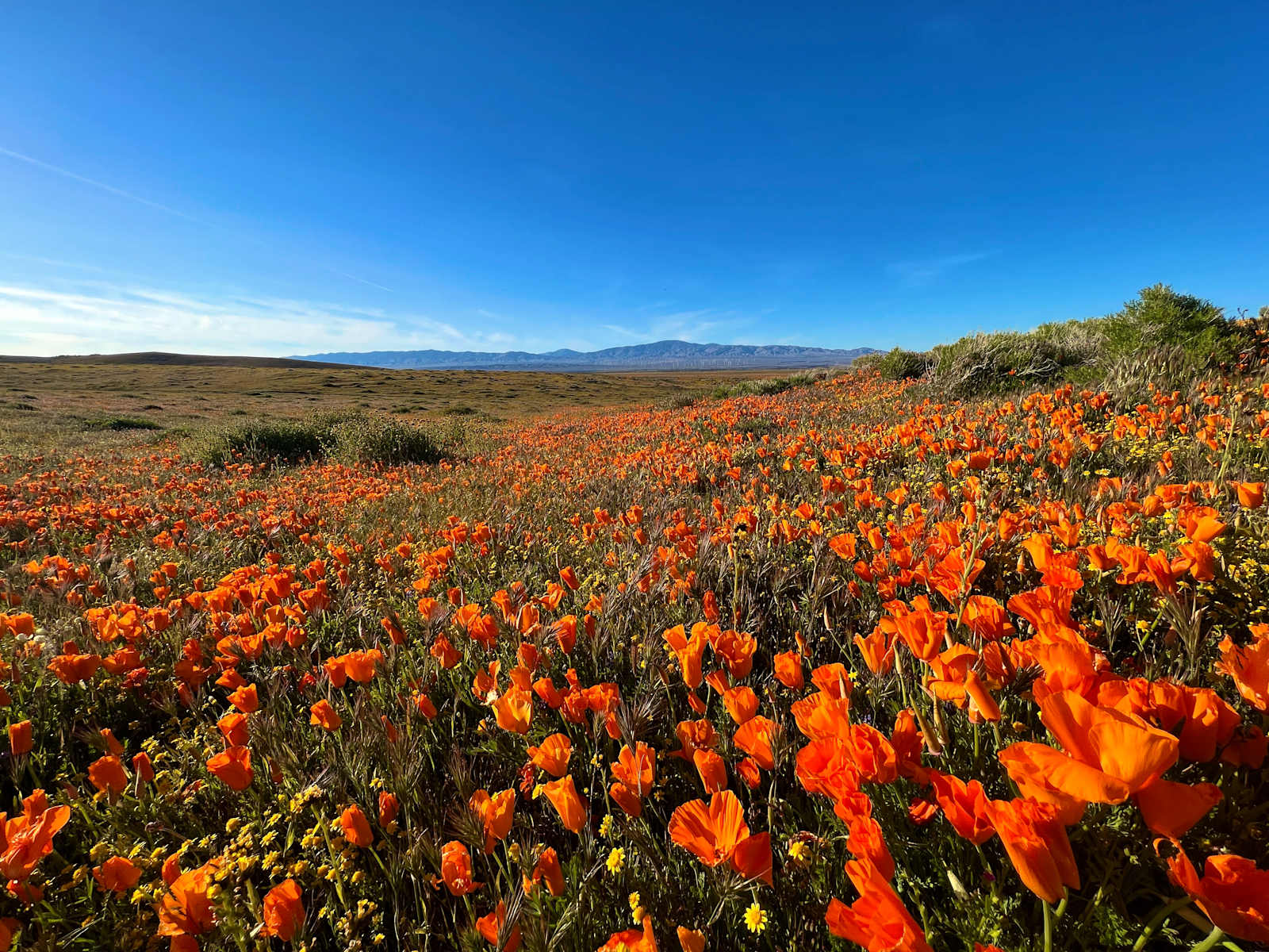 California Poppy & Wildflower Field - Lake Hughes, California - glamping.directory
