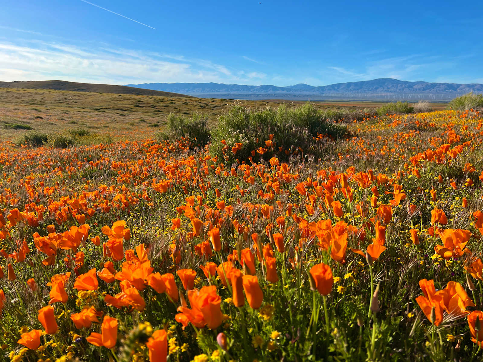California Poppy & Wildflower Field - Lake Hughes, California - glamping.directory