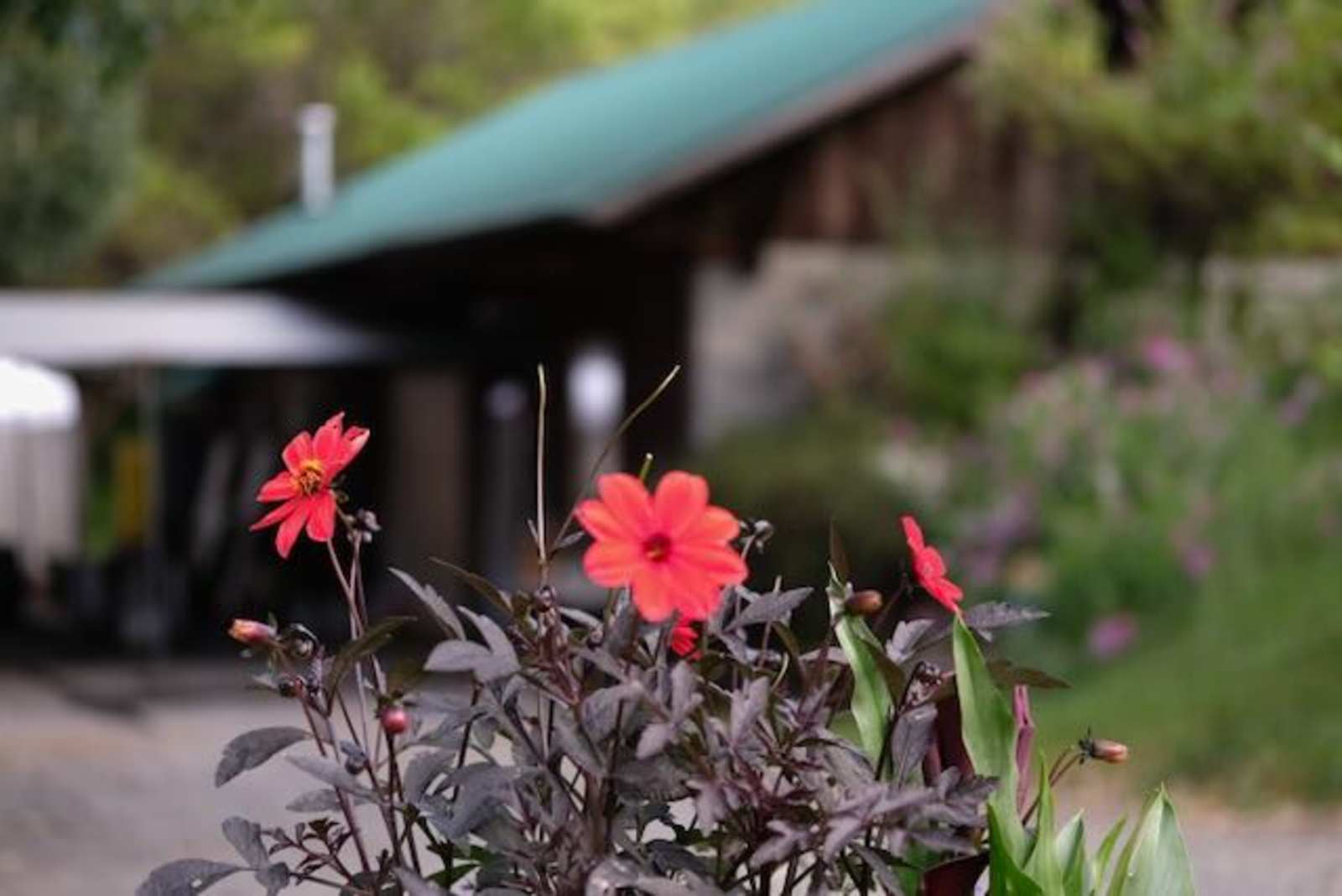 Briceland Vineyards Ranch - Garberville, California - glamping.directory