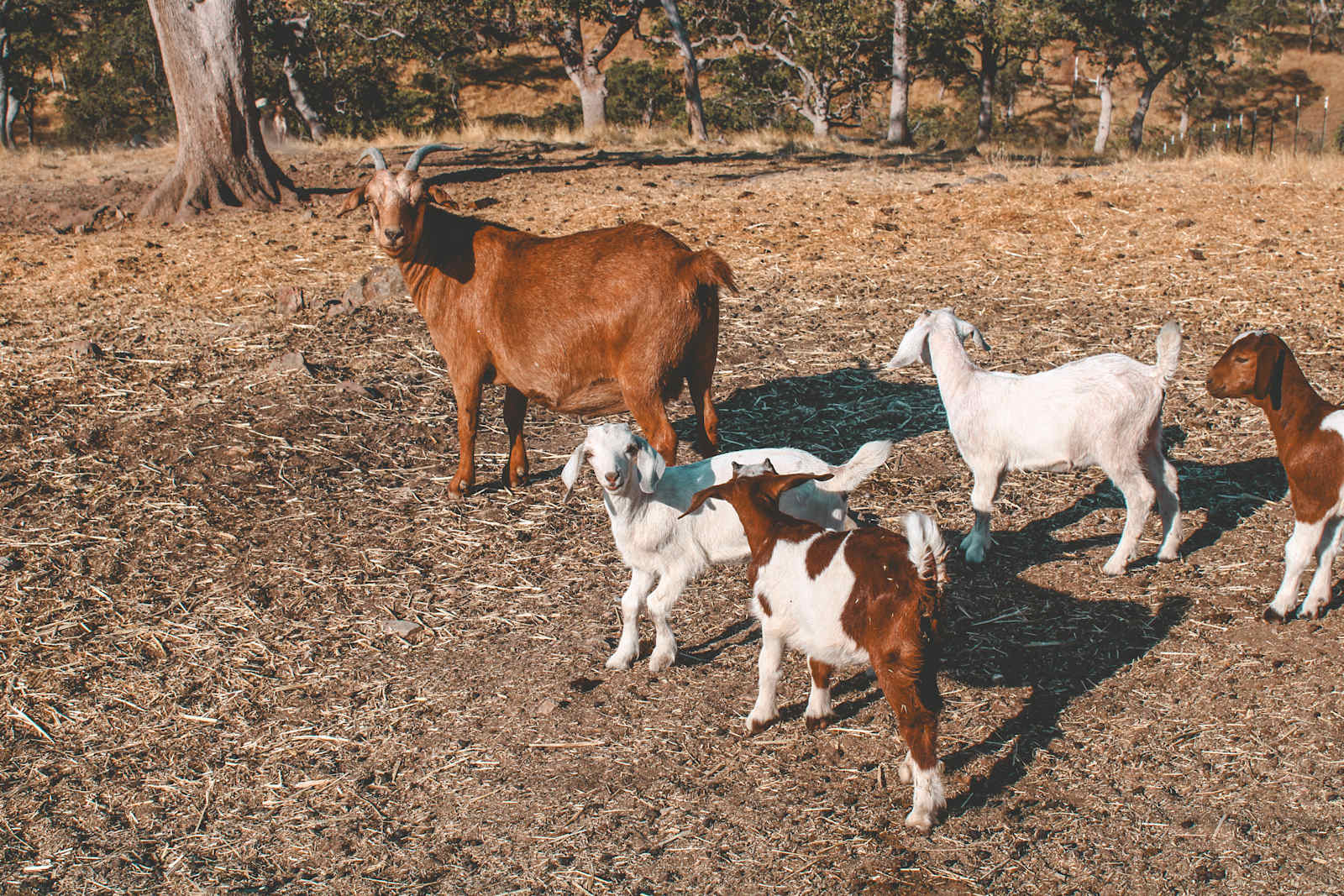 Camp Joy Don Pedro - Lake Don Pedro, California - glamping.directory